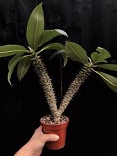 Pachypodium baronii succulent for sale  GLOSSOP
