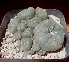 Ariocarpus clumping type for sale  Pearl River