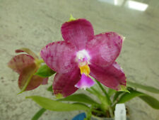 Fragrant orchid phalaenopsis for sale  Fullerton