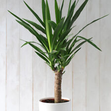 Yucca house plant for sale  IPSWICH