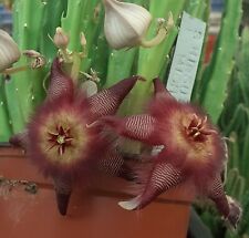 Stapelia hirsuta Mitchell's pass, Typ:707/1 não enraizado não Orbea,Huernia,Duvalia  comprar usado  Enviando para Brazil