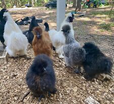 Silkie chicken hatching for sale  Whitesboro