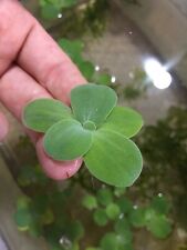 Dwarf water lettuce for sale  STOKE-ON-TRENT