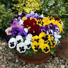 Pansy select mixed for sale  BELLSHILL
