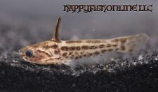 Pygmy driftwood catfish for sale  Raleigh