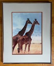 Giraffes large print. for sale  Shrewsbury