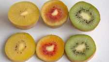 Kiwi fruit seeds for sale  Kennett Square