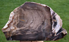 Sis glassy fossil for sale  Camas