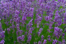 Organic lavender seeds for sale  BRISTOL