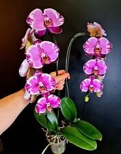 Phalaenopsis orchid. flow for sale  NOTTINGHAM