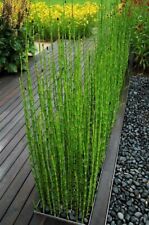 Horsetail reed bamboo for sale  Lake City