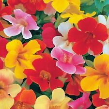 X15 mimulus magic for sale  STOCKPORT