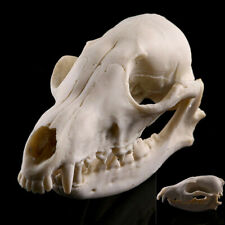 1pcs animal skull for sale  HATFIELD