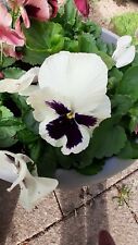 200 giant pansy for sale  DRIFFIELD