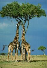 Kenia giraffen gebraucht kaufen  Berlin