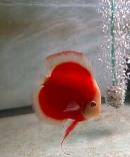 Albino red cover for sale  Garden Grove