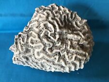 Brain coral natural for sale  Bolingbrook