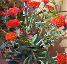 25 Semillas de Senecio fulgens de flor roja - ideal para macetas segunda mano  Embacar hacia Argentina