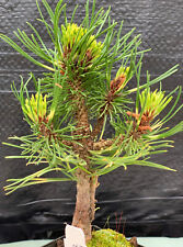 Pinus mugo sunshine for sale  Mount Pleasant