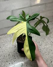 beautiful houseplant for sale  Canonsburg