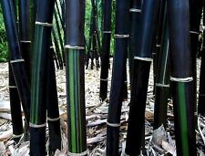 Bambusa timor lako for sale  Hawthorne