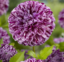 Dahlia marble ball for sale  KING'S LYNN