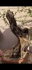 Olivastro bonsai olea usato  Italia