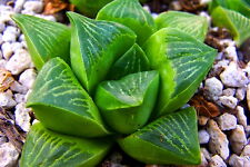 Haworthia retusa 2cm (1) Plant for sale  Shipping to South Africa