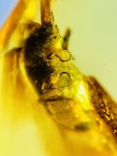 Fósil ámbar insecto birmano burmita escarabajo fino Myanmar D26 segunda mano  Embacar hacia Argentina