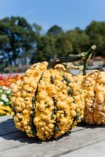 Kettle corn pumpkin for sale  Port Orford