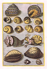 Sarmatian snail exotic for sale  DEREHAM