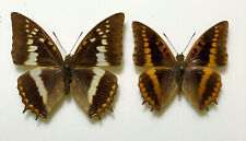 CHARAXES lemosi*****pair****Principe, used for sale  Shipping to South Africa