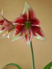 Hippeastrum cv. 'Dragon' - 1 bulb FLOWERS SIZE BULB , used for sale  Shipping to South Africa