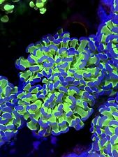 Corallo euphyllia parancora usato  Cornate D Adda