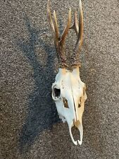 roe deer skull for sale  MAIDSTONE