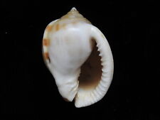 Sea Shells Semicassis saburon 43.3mm ID#4944 for sale  Shipping to South Africa
