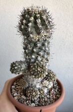 Copiapoa paposoensis vaso usato  Modena