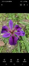 Louisiana iris purple for sale  Douglas
