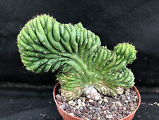 Echinopsis crest cactus usato  Massafra