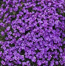 Aubretia katie purple for sale  DUDLEY