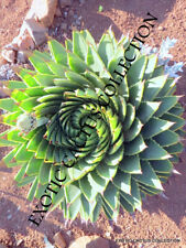 Aloe polyphylla spiral for sale  Miami