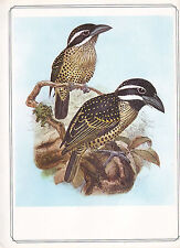 Vintage bird print for sale  YORK