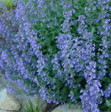 Catmint lavender blue for sale  Sevierville