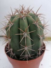 Used, tricocereus pasacana Pot10 Cm Beutiful Cactus Cultivated In Sicily Very Robust for sale  Shipping to South Africa