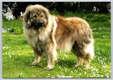 Postcard sarplaninac dog for sale  Wynantskill
