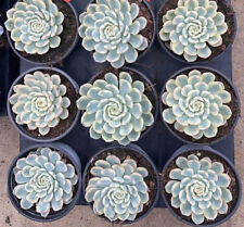 Echeveria minima variegated for sale  Ireland