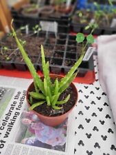 Aloe vera plants for sale  BIDEFORD