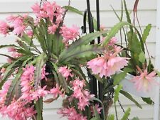 German empress orchid for sale  USA