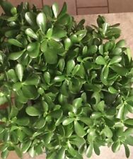plant lucky jade for sale  Allenwood