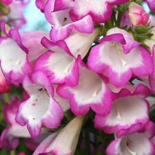 Penstemon special pensham for sale  Shipping to Ireland